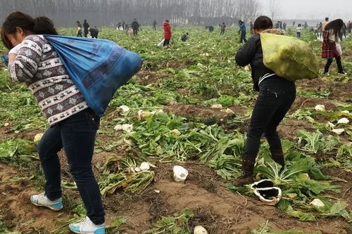 白芷滞销农户愁， 新渠道助力年销30吨