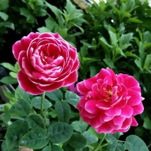 日本月季：追求花型和花色的极致