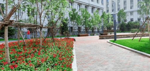 学校花园小径旁的美丽花朵