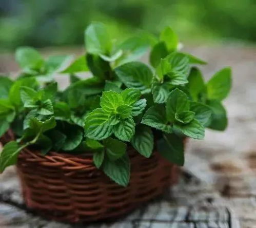 薄荷养殖：如何让薄荷在室内茁壮成长