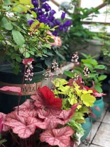 秋天种花， 这些品种好养又耐寒