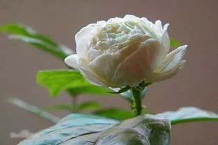 茉莉花，夏日香薰机