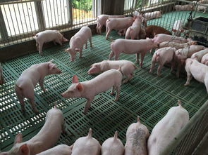 杜仲叶提取物在猪饲料中的作用：提升生长性能与肉质品质