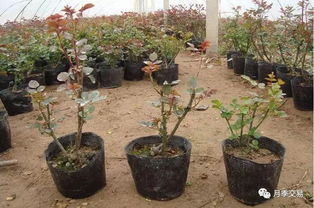 土壤， 月季的“家”