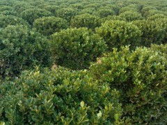 怎么选便宜的大叶黄杨球？