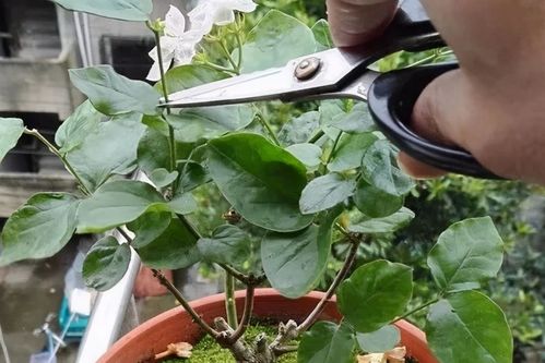 茉莉花剪后速开花，持续绽放，养花必备！