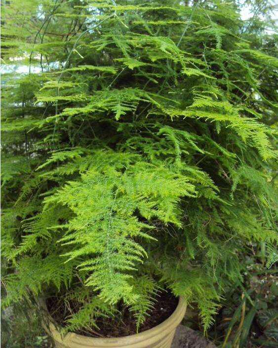 修剪的艺术：如何控制文竹的生长