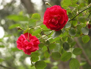 月季花中的独特魅力——象牙时尚月季