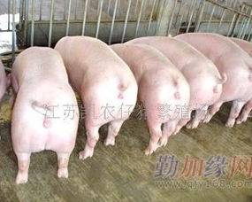 新沂牧原养猪场招聘信息中，山东临沂仔猪价格行情如何影响招聘条件？