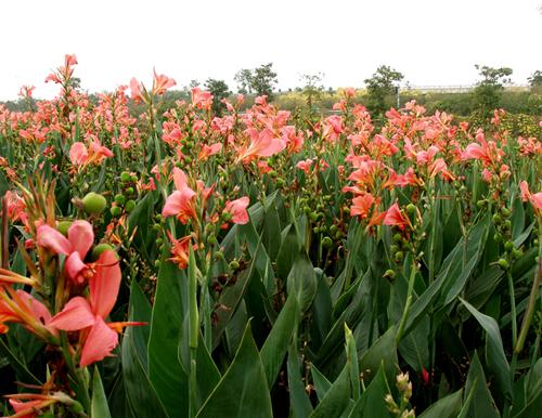 美人蕉的花朵颜色