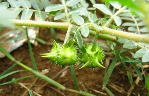 结香花的种植与养护
