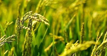 湖南教训：盲目用药的惨痛教训