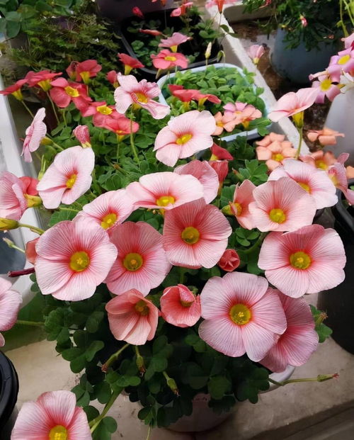 小花盆适合种什么花？有没有什么花种在小花盆中生长既美观又容易养护