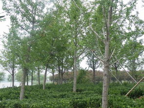 银杏木材的珍贵与用途