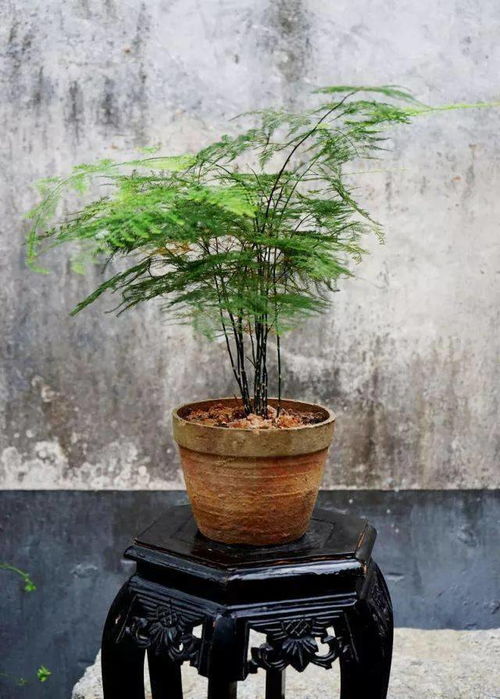 文竹盆景养护全指南：浇水篇