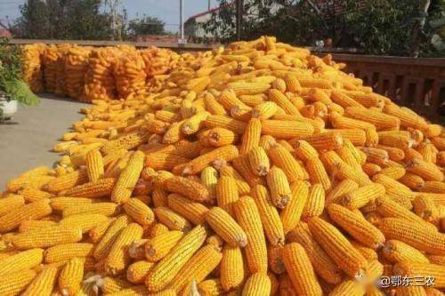 种植玉米在当前市场条件下能实现稳定盈利吗
