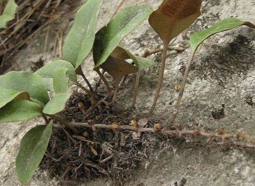 采药这事儿，得耐着性子，仔细端详，确认过眼神才下手。