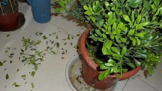 生活小妙招， 让黄叶变绿意