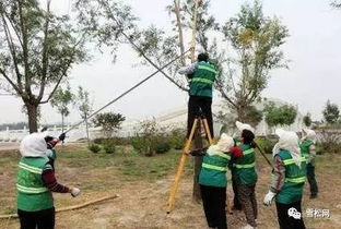 苗木修剪，得先知道这些基本道理