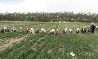 不打农药：天然就是好