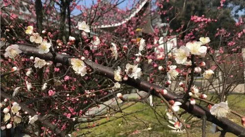 南方的种植优势