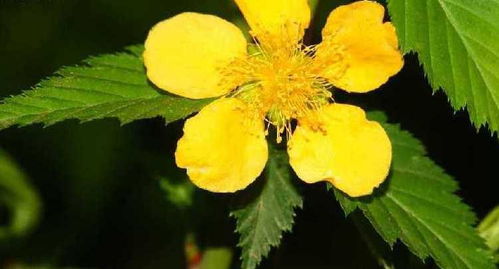 棣棠花：垂金如瀑的风景