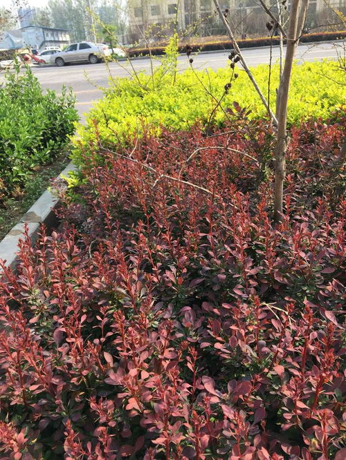 三角梅，真是个好名字