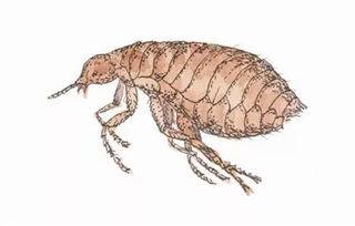 农药杀蚊虫：菊脂类农药的威力