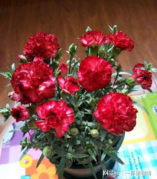 花期：美美哒， 不断档