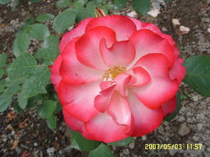 美丽又香气四溢的花朵