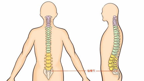 女性食用人参需注意禁忌，人参可调节女性内分泌