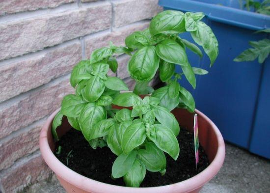 三七的药用价值