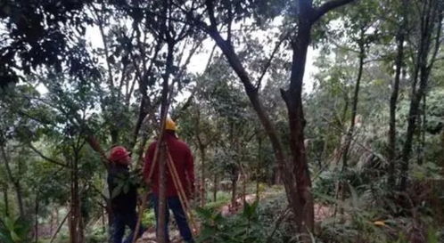 三、 园林树木种植的形式