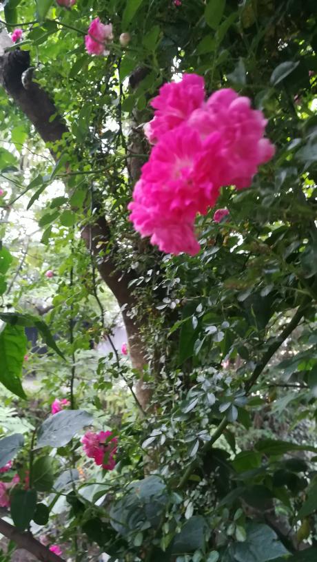 月季花品种大全