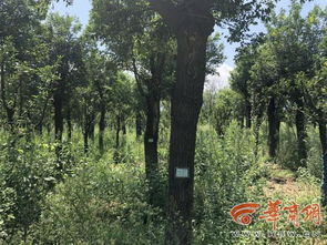 如何根据映山红的种植技巧，科学合理地实施养殖方法