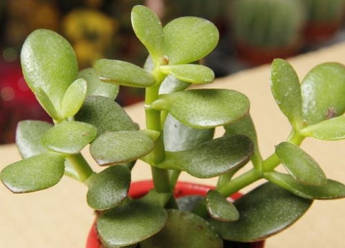 玉树叶子干枯蔫了是浇水过多还是缺水导致的？