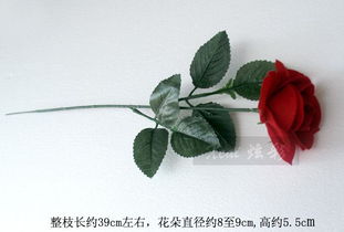 玫瑰的美丽与价值：不只是花那么简单