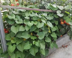 夏妃青梗菜：耐热高产， 口感佳