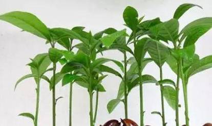 白糖水浇花， 小心副作用