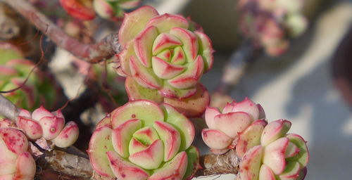 沈阳花友分享：三明治闷养法！