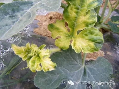 松脂合剂：碱性太强， 小心落叶