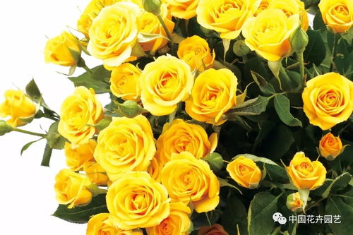 月季品种大全， 粗枝与细枝的扦插之争