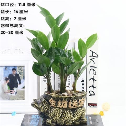 站在杭州西湖国宾馆的露台上，望着那株冠幅达3米的镇店摇钱树，忽然明白所谓招财旺运，不过是顺应自然规律的精妙配合。