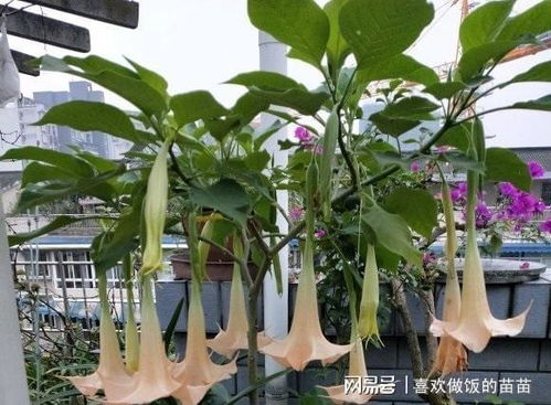 多肉植物：冬季室外生长要注意