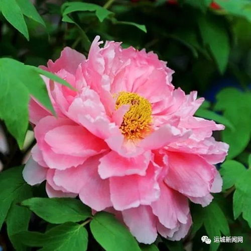 黄牡丹花哪些品种开花最美？来看这里给你推荐