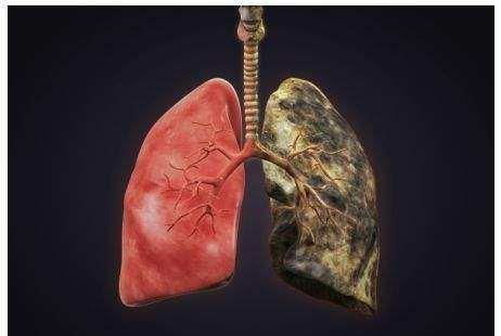 蜘蛛的生理结构和呼吸方式