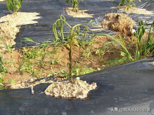 恶霉灵：土中精灵