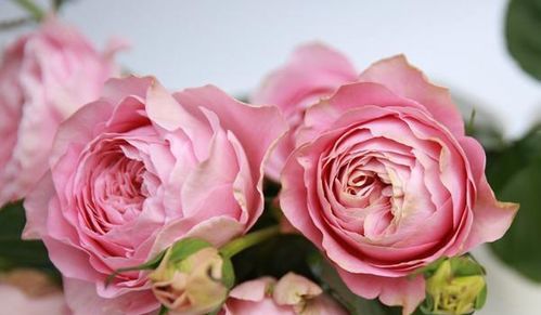 优点：美丽与实用的完美结合