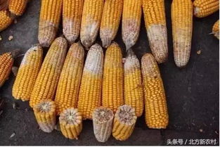 黄淮海抗锈病玉米品种大盘点