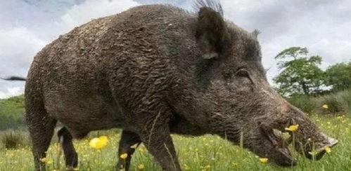 巨型野猪在野外被发现，刷新世界纪录